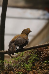 Fotografias de aves varias 