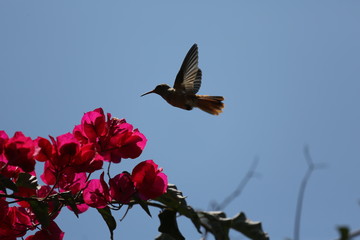Fotografias de aves varias  © Miguel