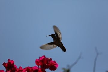 Fotografias de aves varias 