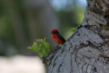 Fotografias de aves varias 