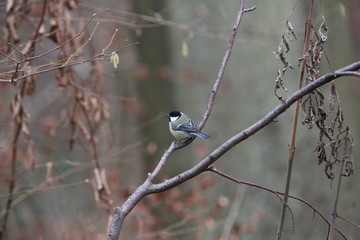 Fotografias de aves varias 