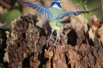 Fotografias de aves varias  © Miguel