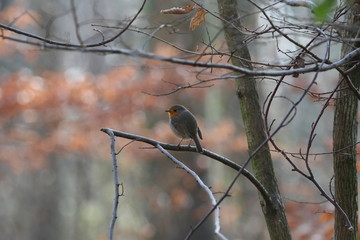 Fotografias de aves varias 