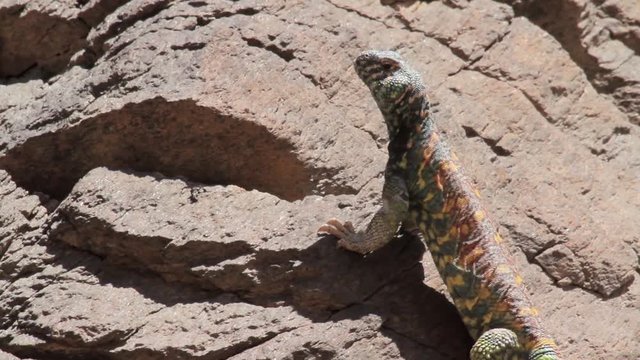 Mastigure lizard standing still on a rock in the desert Close shot of Mastigure lizard standing still on a rock