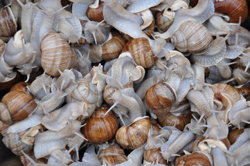 food, garlic, shell, white, vegetable, sea, market, nature, ingredient, fresh, onion, spice, isolated, healthy, organic, beach, bulb, shellfish, agriculture, seafood, seashell, brown, mollusk, closeup