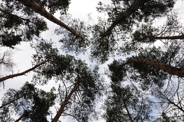 tree, forest, nature, sky, trees, landscape, pine, green, blue, winter, branch, wood, spring, clouds, sun, outdoors, snow, natural, woods, summer, season, trunk, leaf, leaves, foliage