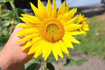 Fototapeta premium sunflower, flower, yellow, nature, summer, plant, sun, garden, field, green, agriculture, beautiful, flowers, petal, bright, flora, isolated, blossom, leaf, bloom, sunflowers, petals, floral, spring, 