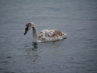 one young swan swims in a pond