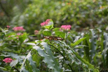 fotografias de insectos varios mariposas 