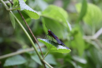 fotografias de insectos varios mariposas 