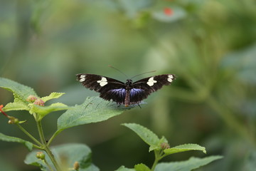 fotografias de insectos varios mariposas 