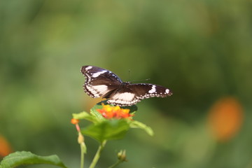 fotografias de insectos varios mariposas 