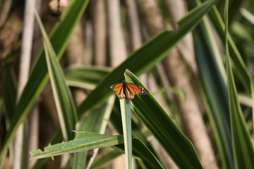 fotografias de insectos varios mariposas 