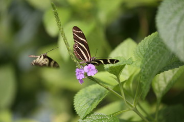 fotografias de insectos varios mariposas 