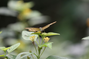 fotografias de insectos varios mariposas 