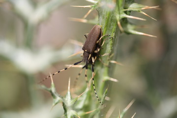 fotografias de insectos varios mariposas 