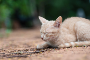 Naklejka na ściany i meble Cute kitten is sleeping on the ground in the garden