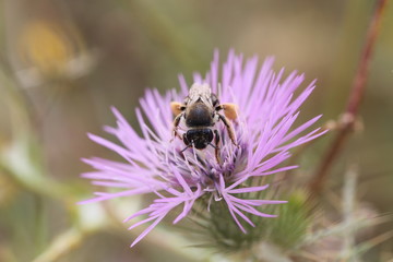 fotografias de insectos varios mariposas 