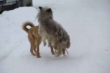 dog in the snow
