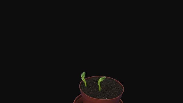 Time-lapse of growing bean Karmazyn (Vicia faba) seeds 5a1 in PNG+ format with ALPHA transparency channel isolated on black background