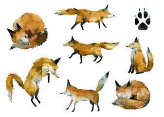Fox  watercolor