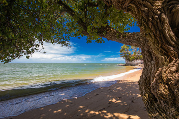 Palm trees on the south end of Suttons Beach, Redcliffe, Brisbane, Australia