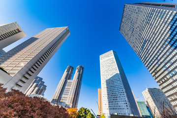 Fototapeta premium 紅葉と新宿高層ビル群