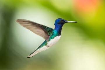 Fototapeta premium White-necked jacobin hovering in the air, caribean tropical forest, Trinidad and Tobago, bird on colorful clear background,beautiful hummingbird with white belly and blue head in flight