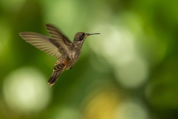 Fototapeta na wymiar Brown violetear (Colibri delphinae) hovering in the air, caribean tropical forest, Trinidad and Tobago, bird on colorful clear background,beautiful hummingbird in flight