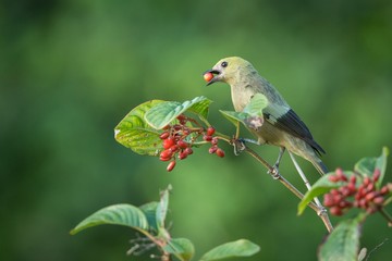 Palm tanager, Thraupis palmarum, on branch eating small red berries. Close up portrait of green songbird, green and clear background. Trinidad and Tobago, exotic adventure in Caribbean nature