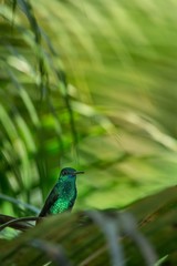 Copper-rumped Hummingbird sitting on branch in garden, palm leaves in background, bird from caribean tropical forest, Trinidad and Tobago, beautiful tiny hummingbird, exotic adventure in Caribic