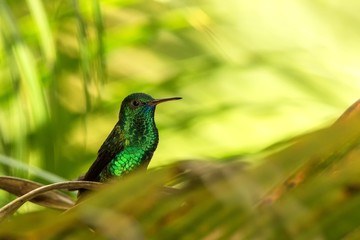 Copper-rumped Hummingbird sitting on branch in garden, palm leaves in background, bird from caribean tropical forest, Trinidad and Tobago, beautiful tiny hummingbird, exotic adventure in Caribic