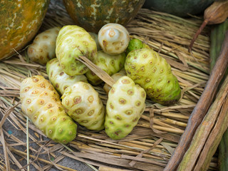 Close up morinda citrifolia linn