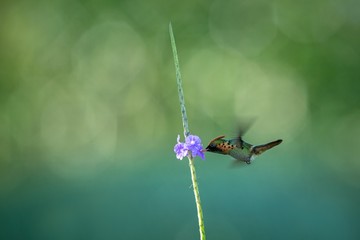 Tufted Coquette (Lophornis ornatus) hovering next to violet flower, bird in flight, caribean Trinidad and Tobago, natural habitat, beautiful hummingbird sucking nectar,colouful clear background,female