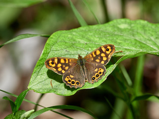 Butterfly sunbathing on top of a leaf speckled Wood (Pararge aegeria)