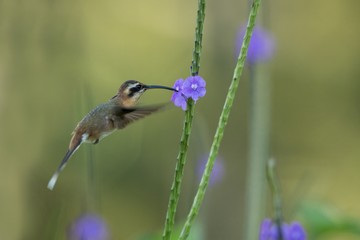 Little hermit hovering next to violet flower, bird in flight, caribean Trinidad and Tobago, natural habitat, beautiful hummingbird sucking nectar,colouful clear background, exotic adventure