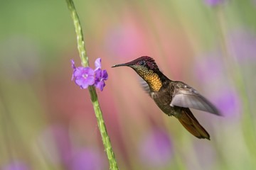 Ruby topaz (Chrysolampis mosquitus) hovering next to violet flower, bird in flight, caribean Trinidad and Tobago, natural habitat, hummingbird with red head and yellow throat sucking nectar