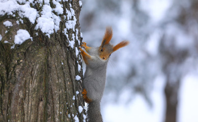 squirrel on a tree trunk in winter