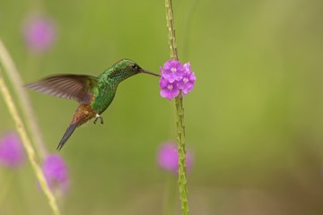 Copper-rumped hummingbird, Amazilia tobaci hovering next to violet flower, bird in flight, caribean Trinidad and Tobago, natural habitat, beautiful hummingbird sucking nectar,colouful clear background