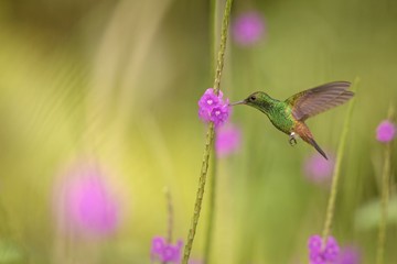 Copper-rumped hummingbird, Amazilia tobaci hovering next to violet flower, bird in flight, caribean Trinidad and Tobago, natural habitat, beautiful hummingbird sucking nectar,colouful clear background