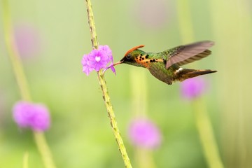 Tufted Coquette (Lophornis ornatus) hovering next to violet flower, bird in flight, caribean Trinidad and Tobago, natural habitat, beautiful hummingbird sucking nectar,colouful clear background,female