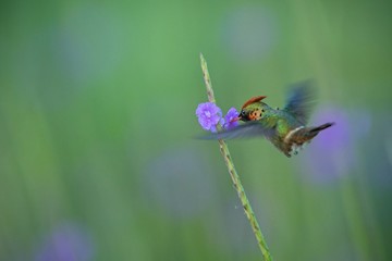 Tufted Coquette (Lophornis ornatus) hovering next to violet flower, bird in flight, caribean Trinidad and Tobago, natural habitat, beautiful hummingbird sucking nectar,colouful clear background,female