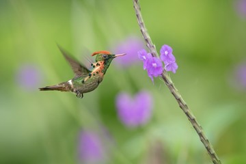 Tufted Coquette (Lophornis ornatus) hovering next to violet flower, bird in flight, caribean Trinidad and Tobago, natural habitat, beautiful hummingbird sucking nectar,colouful clear background,female