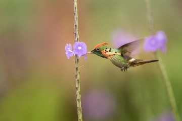 Tufted Coquette (Lophornis ornatus) hovering next to violet flower, bird in flight, caribean Trinidad and Tobago, natural habitat, beautiful hummingbird sucking nectar,colouful clear background,female