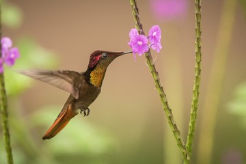 Ruby topaz (Chrysolampis mosquitus) hovering next to violet flower, bird in flight, caribean...
