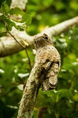 Common Potoo, Nyctibius griseus, on dead branch in tree, Trinidad, tropical forest, camouflaged bird with big yellow eyes, green foliage in background, exotic vacation in Caribic