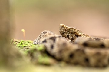 Common lancehead, Bothrops atrox, in its natural environment, tropical forest, snake close-up from Trinidad and Tobago, dangerous animal, exotic adventure in Caribbean nature, endangered species