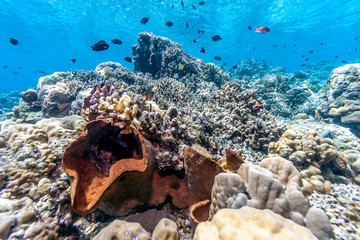 Coral reef off the coast of Bali Indonesia 