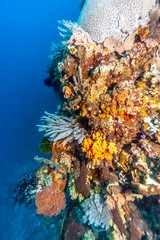 Naklejka na ściany i meble Coral reef off the coast of Bali Indonesia 