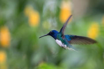 White-necked jacobin hovering in the air, caribean tropical forest, Trinidad and Tobago, bird on colorful clear background,beautiful hummingbird with white belly and blue head in flight